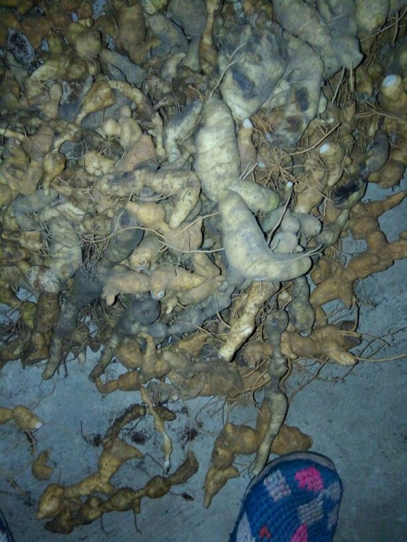 黄精甜统个