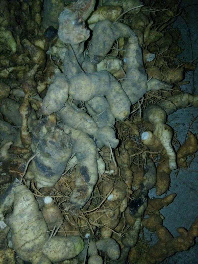 黄精甜统个