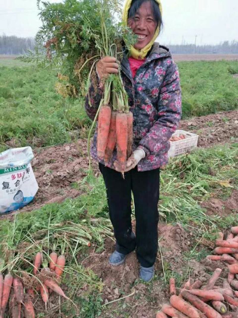 精品胡萝卜收尾好，无青头，鲜红个大，发往全国