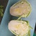 秦白2号白菜大量上市保质保量色泽好4-6斤可视频看货