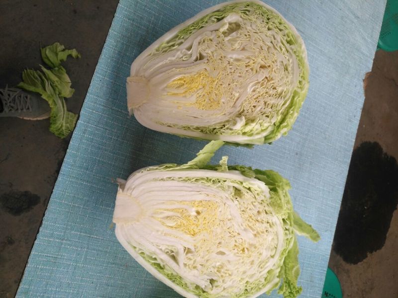 秦白2号白菜大量上市保质保量色泽好4-6斤可视频看货