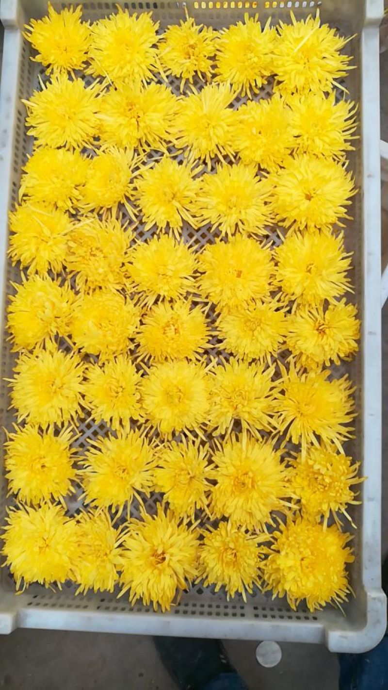 菊花茶特级