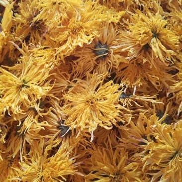 菊花茶特级