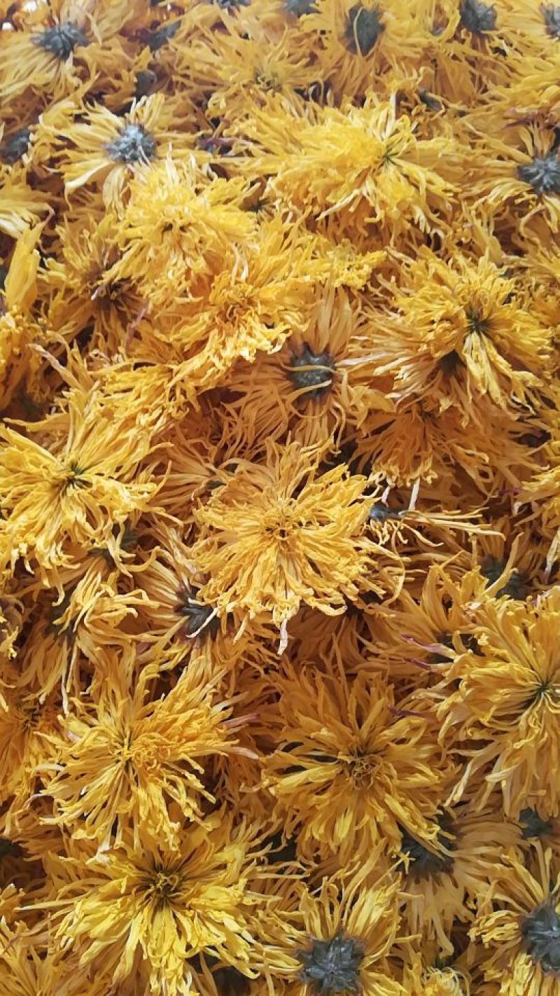 菊花茶特级