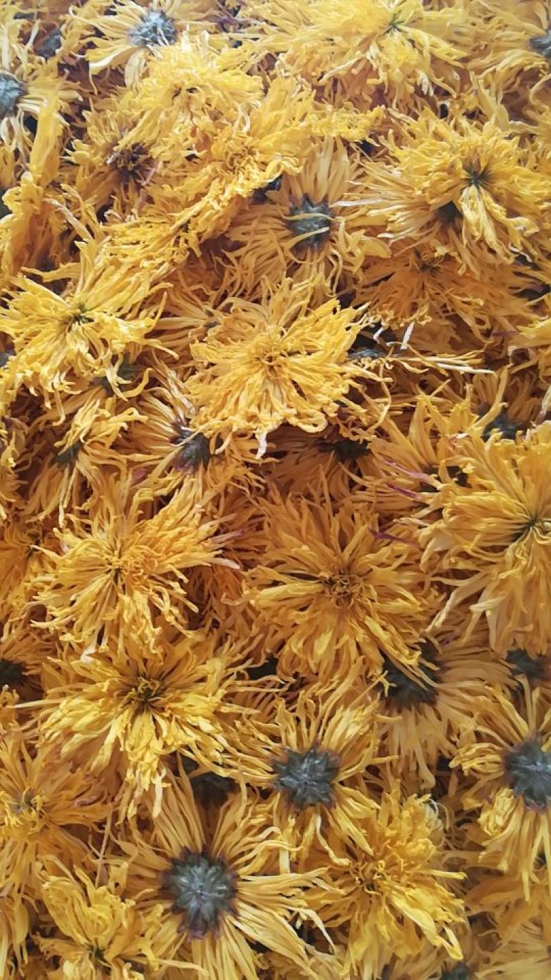 菊花茶特级