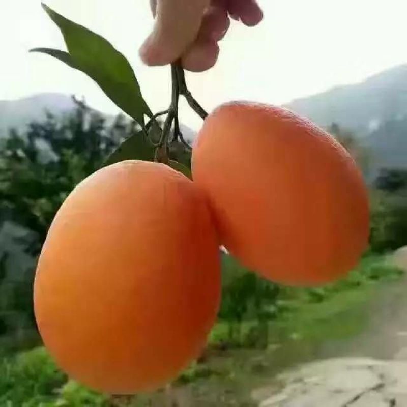 【HOT】优质供货长虹脐橙产地看货，皮薄多汁可对接电商
