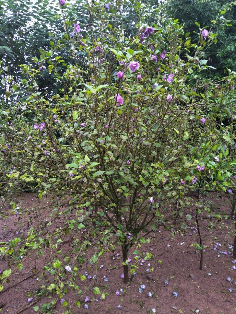 木槿花粉红色大花朵