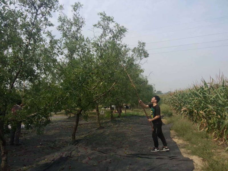板枣干枣三级