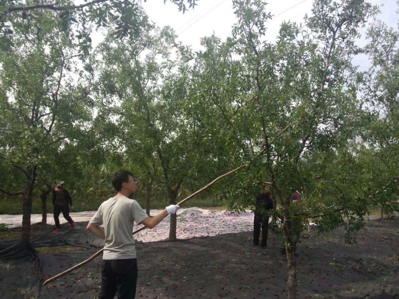 板枣干枣三级