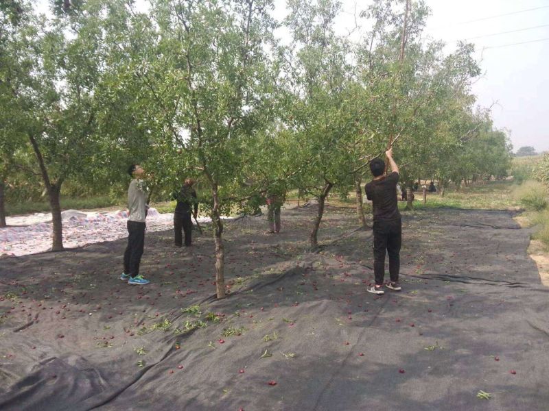 板枣干枣三级