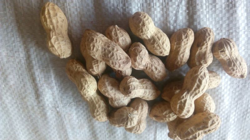 鲁花系列干货带壳
