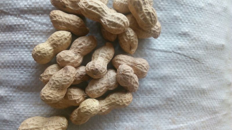 鲁花系列干货带壳