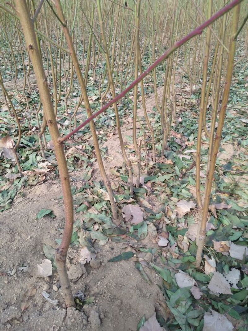 桃树原生苗，嫁接成苗，品种多多，欢迎选购，根系发达，成活