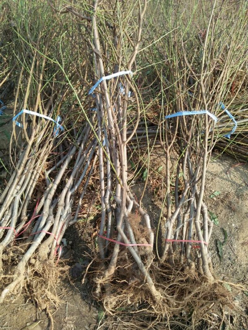 桃树原生苗，嫁接成苗，品种多多，欢迎选购，根系发达，成活