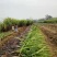 黑皮甘蔗…合作社种植无任何费用…免代办费…一手货源…