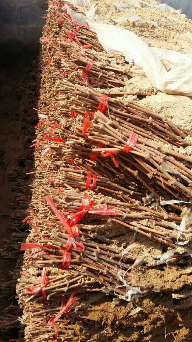 甜蜜蓝宝石葡萄苗1年30~50cm基地直发高成活包售后