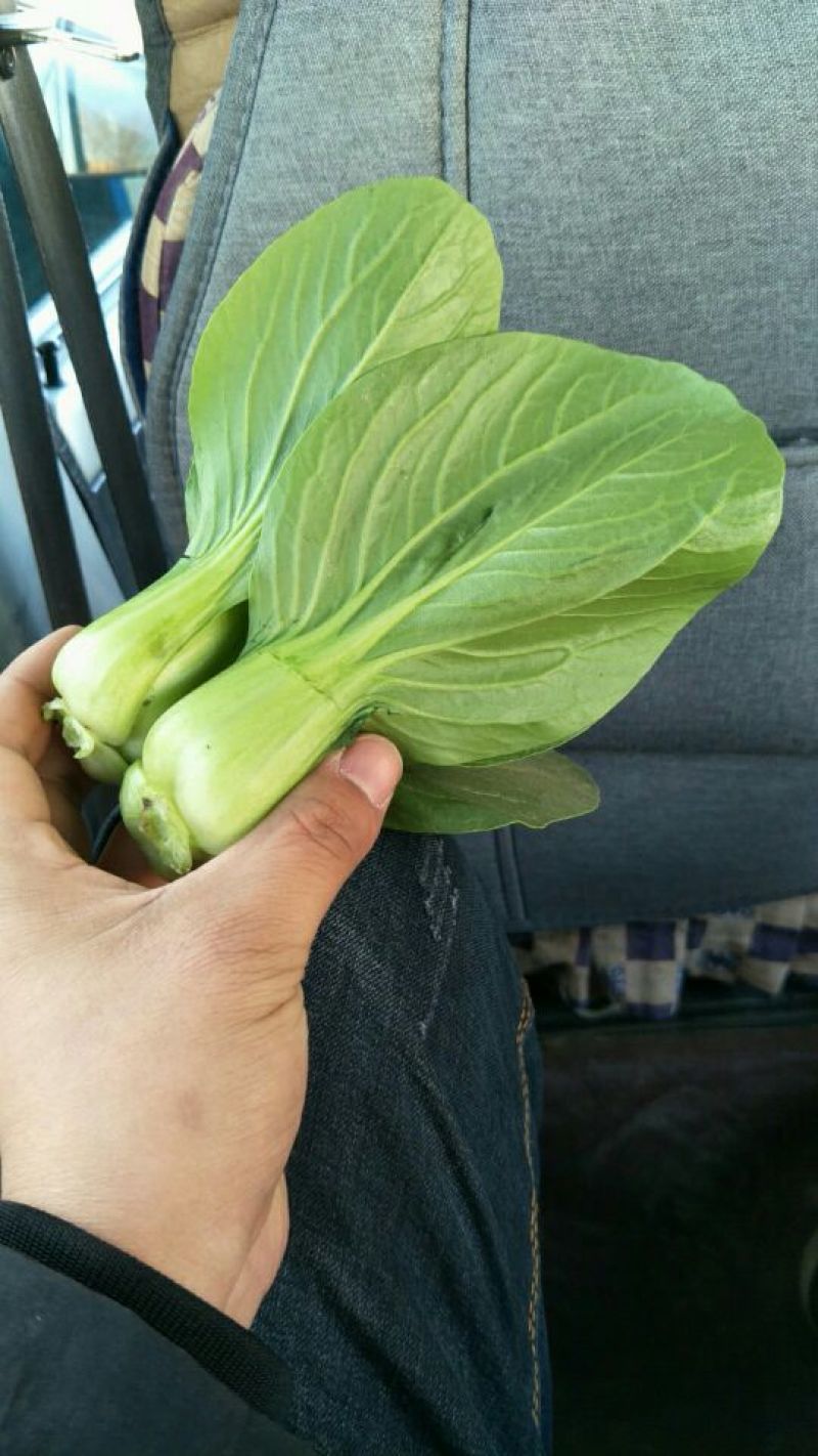 精品上海青2两以上需要联系童叟无欺请联系