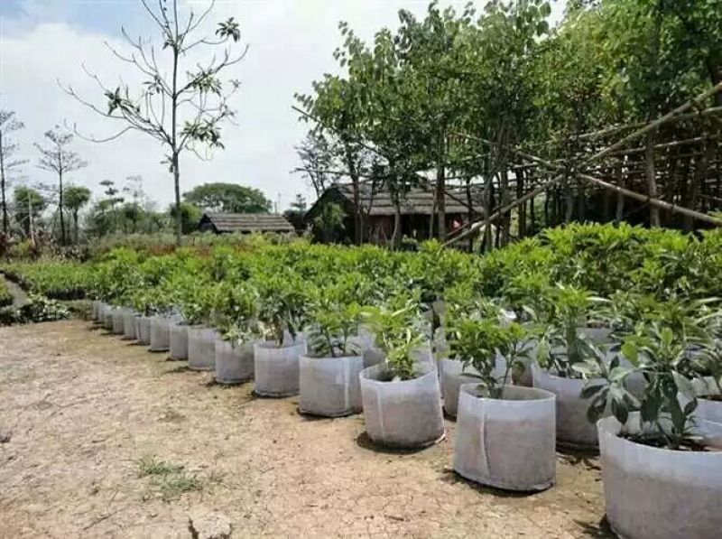 育苗袋植树袋美植袋无纺布袋种植袋无纺布育苗容器