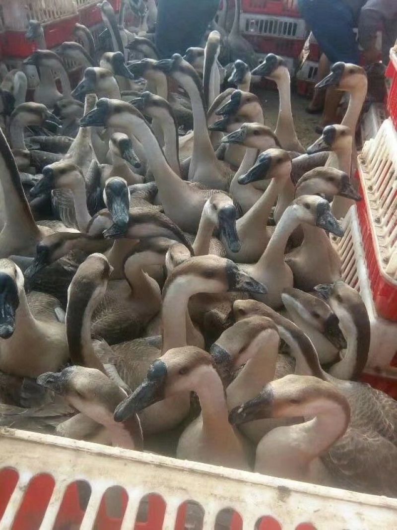 马冈鹅苗
