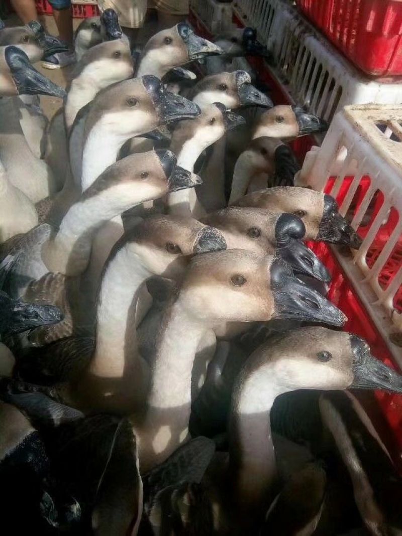 马冈鹅苗