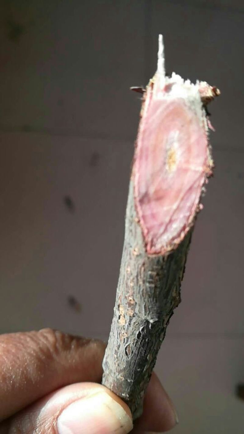紫叶矮樱2~4cm80~100cm