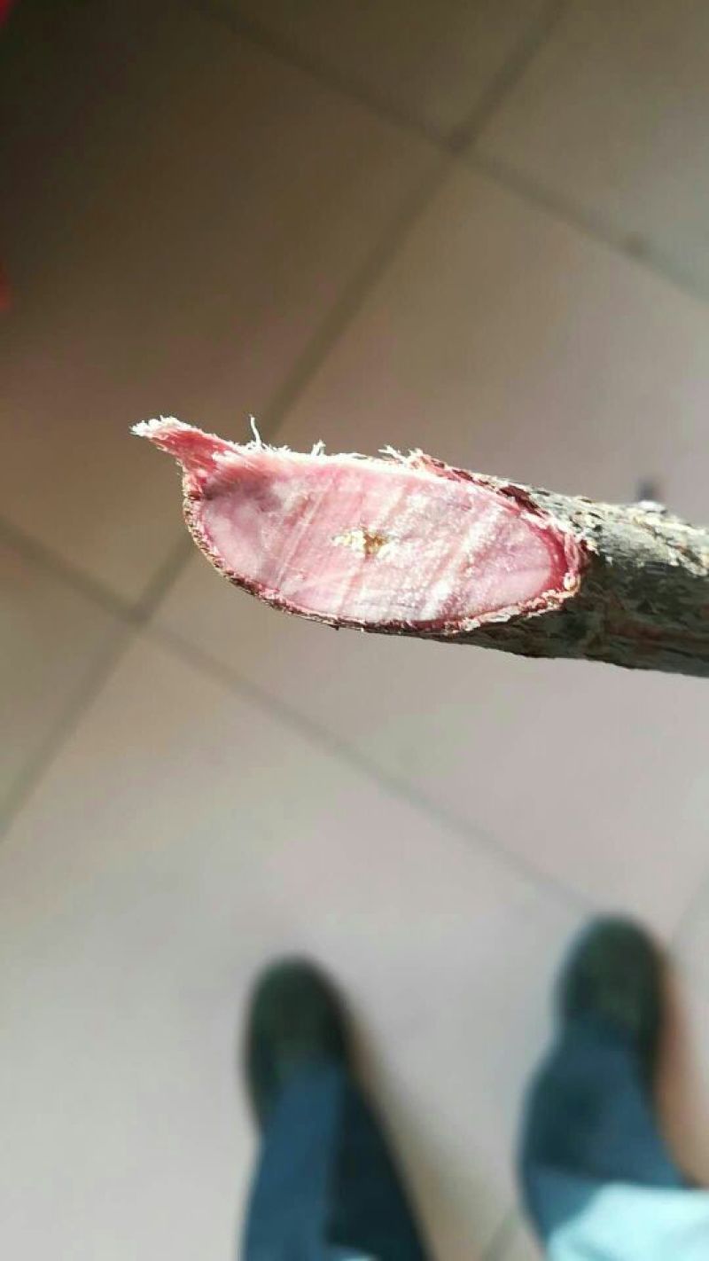 紫叶矮樱2~4cm80~100cm