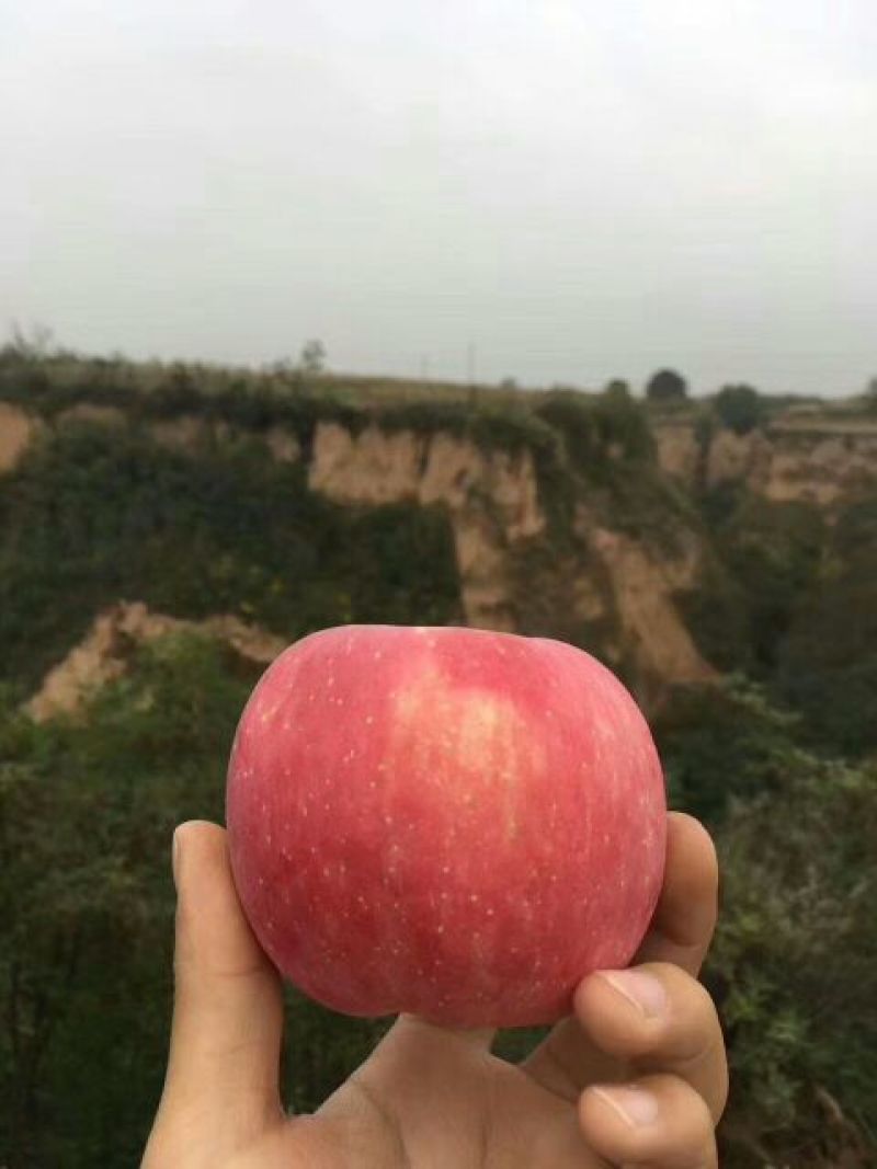 红富士苹果70mm以上纸+膜袋