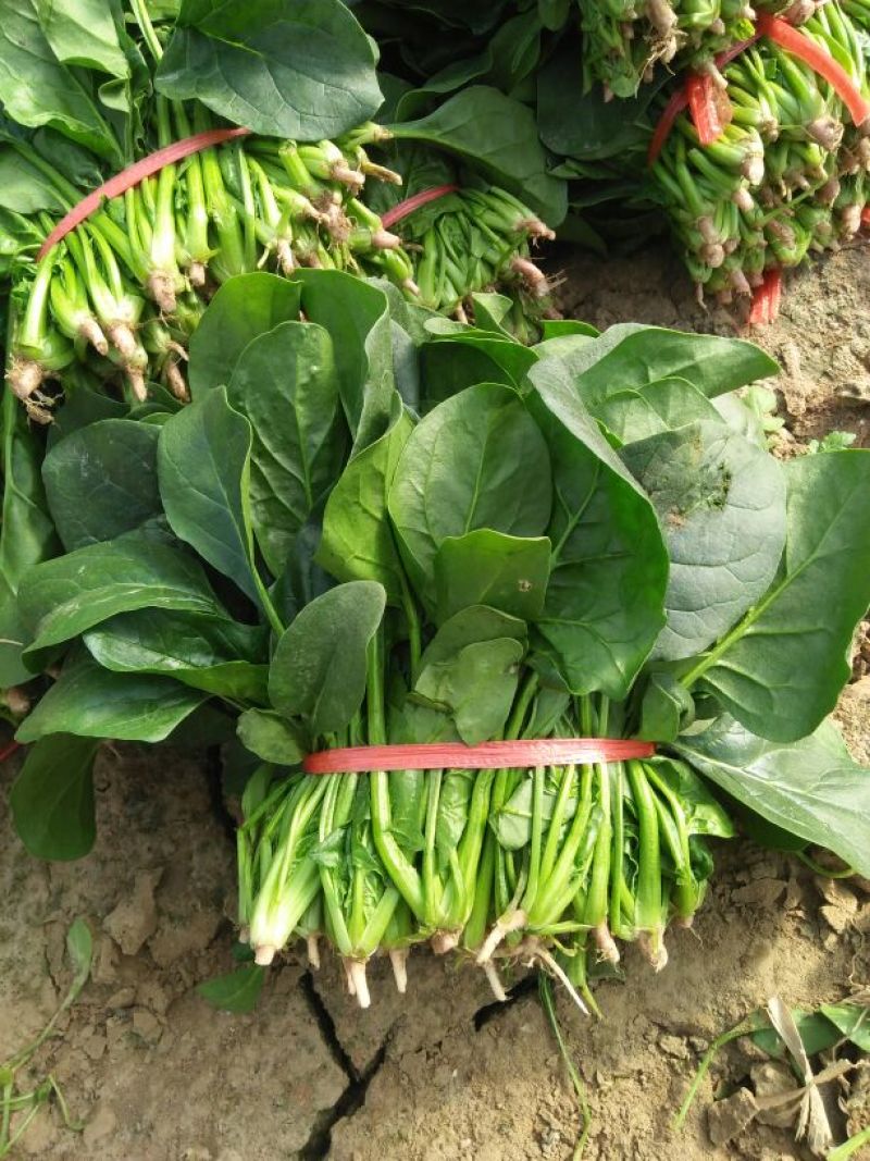 滨州惠民县大叶菠菜25~35厘米，大量上市，欢迎新老客