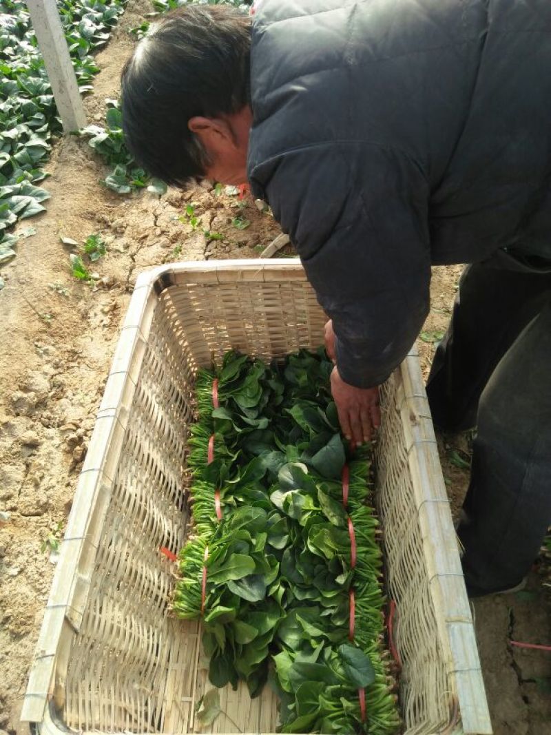 滨州惠民县大叶菠菜25~35厘米，大量上市，欢迎新老客