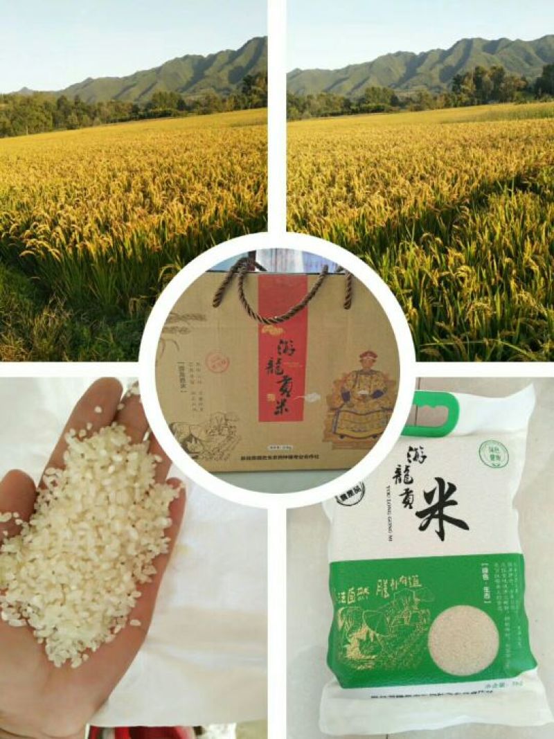 大米新米特级