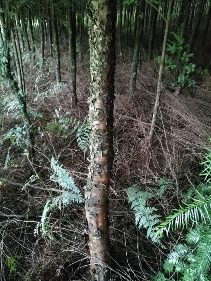 云南红豆杉10~12cm6~8cm3.5~4米