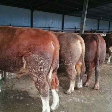 鲁西黄牛犊100~200kg