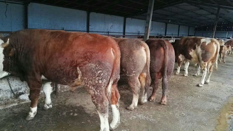 鲁西黄牛犊100~200kg