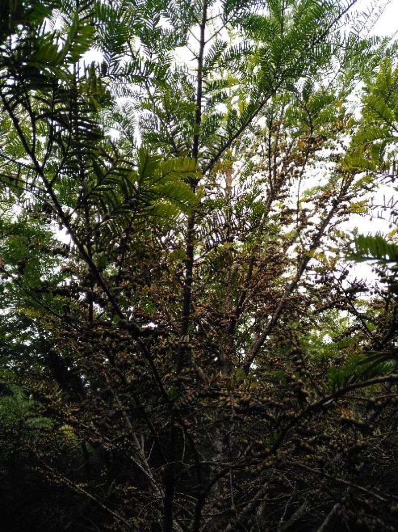 南方红豆杉8~10cm6~8cm4米以上