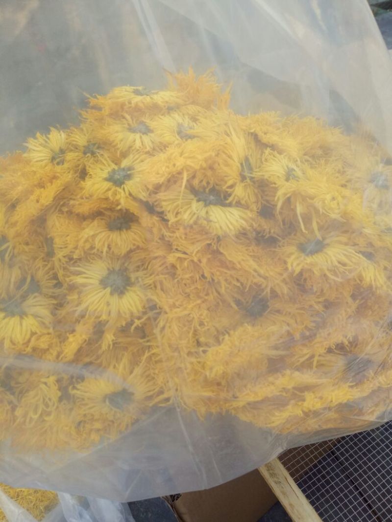 金丝皇菊茶特级