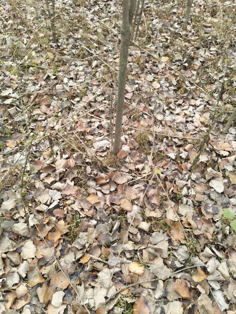 木槿4~6cm4cm以下2.5~3米