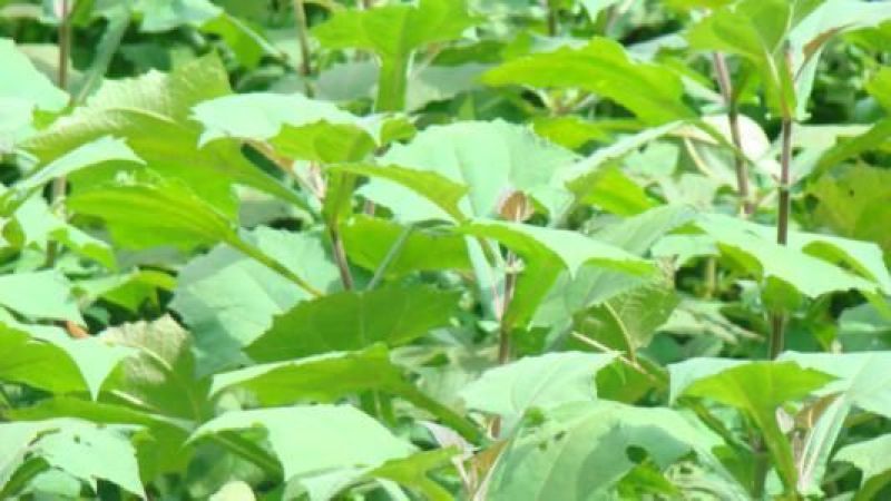 雪莲果4两以上
