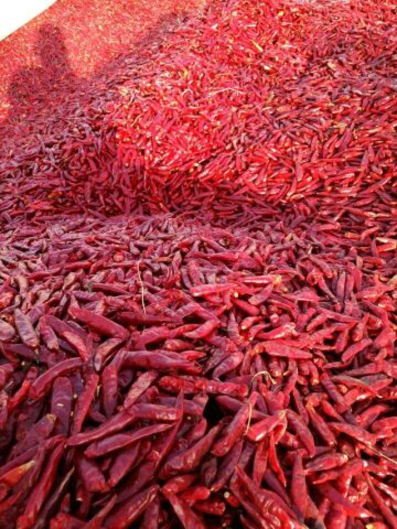 三樱干辣椒9成干以上上通货大量上市货源充足