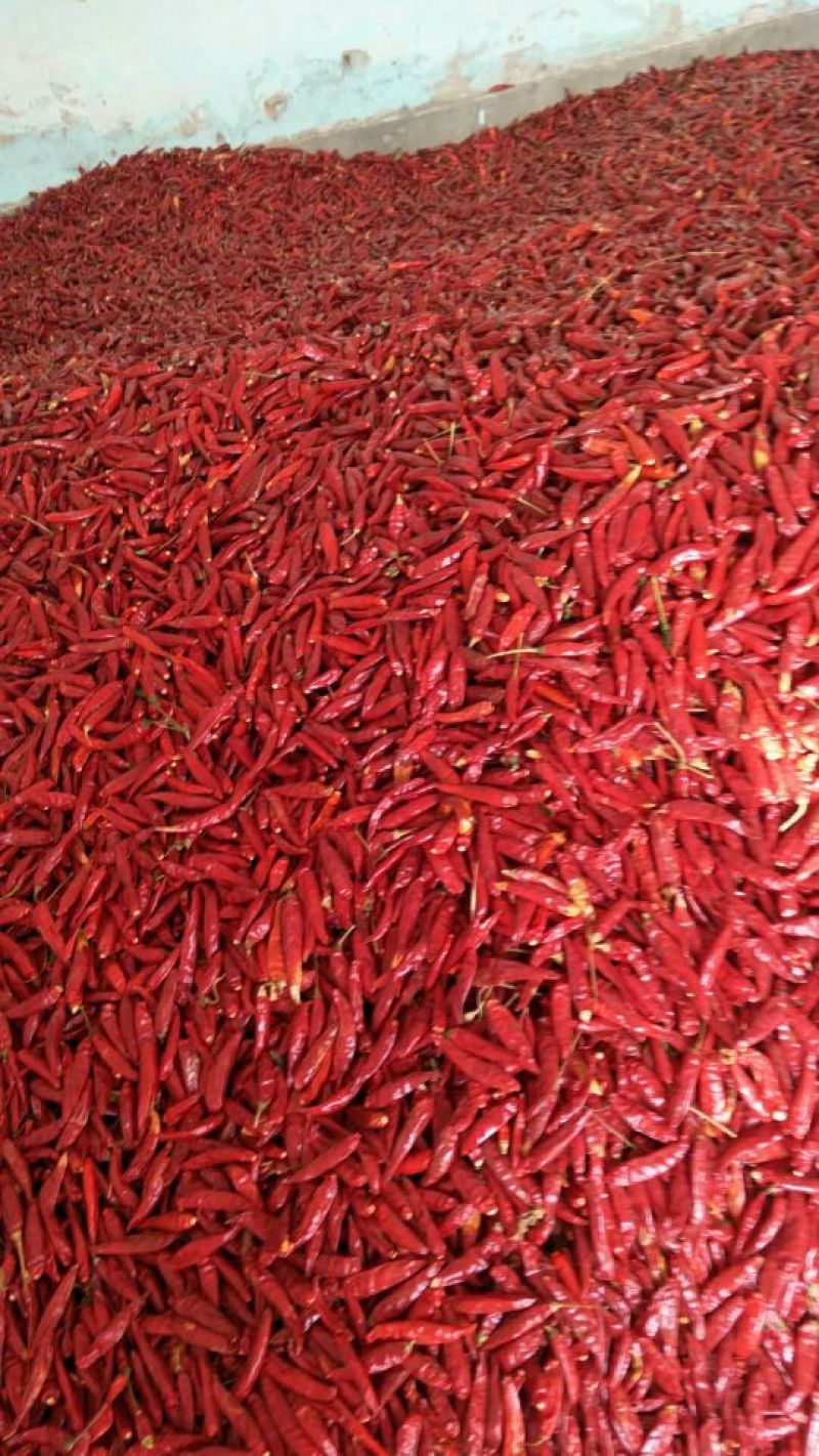 三樱干辣椒9成干以上上通货大量上市货源充足
