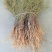 透骨草