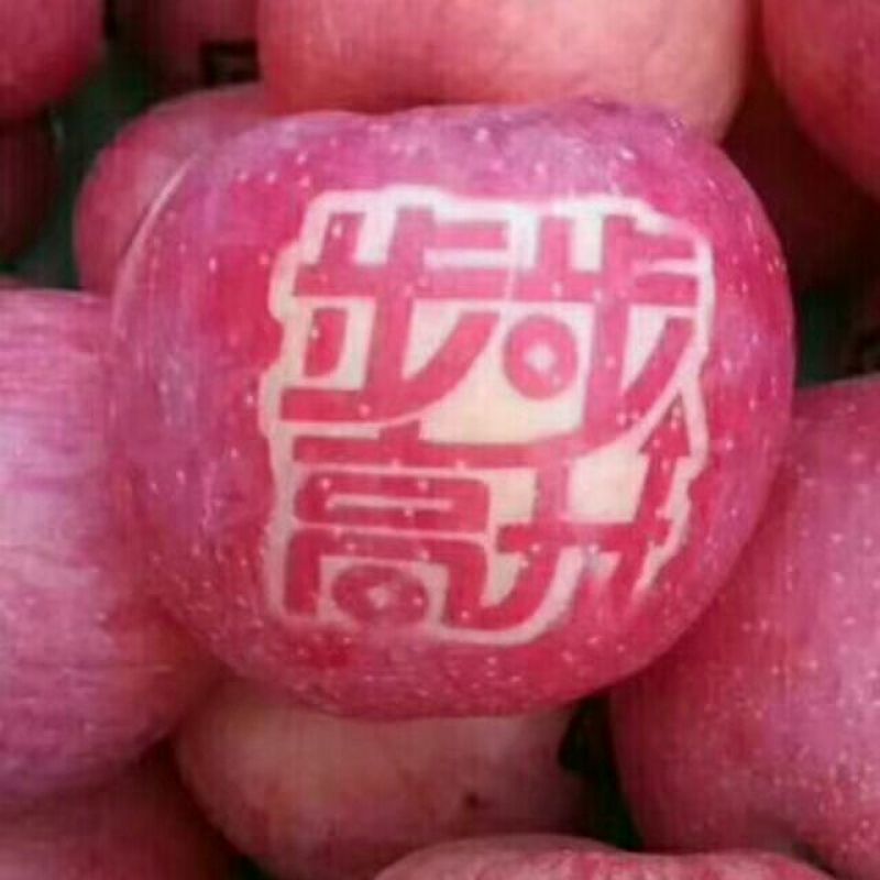 【全国供应】红富士苹果量大质优产地直销一手货源