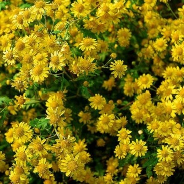 野菊花散装