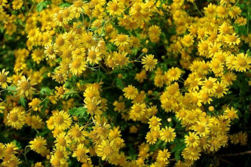 野菊花散装
