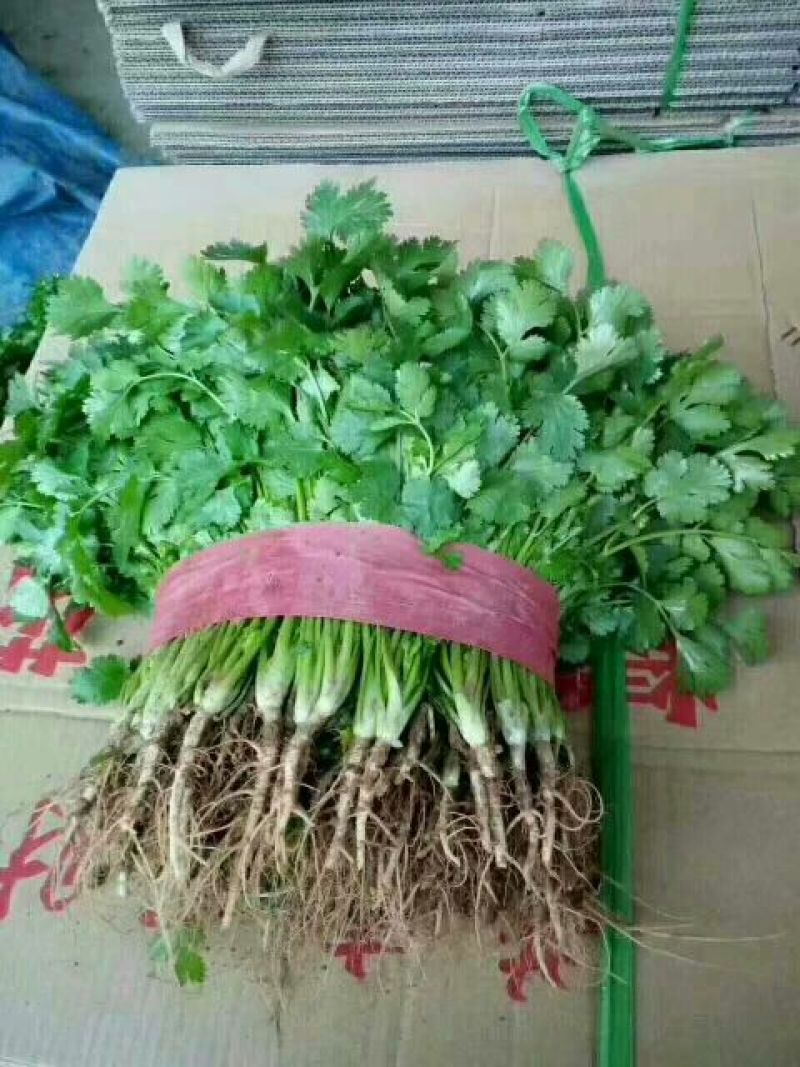 大叶香菜20~30厘米