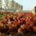土鸡苗250克以下脱温苗通货