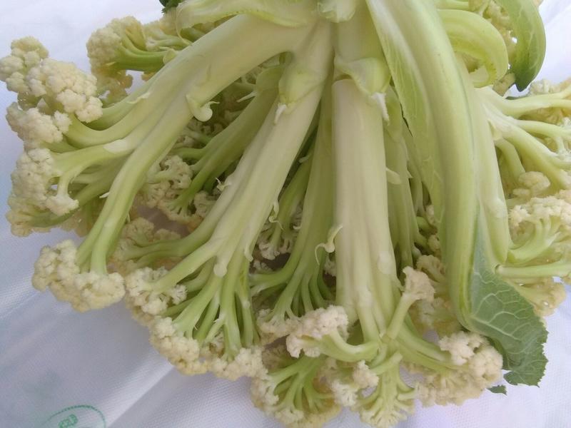 白面青梗松花菜2~3斤散花乳白