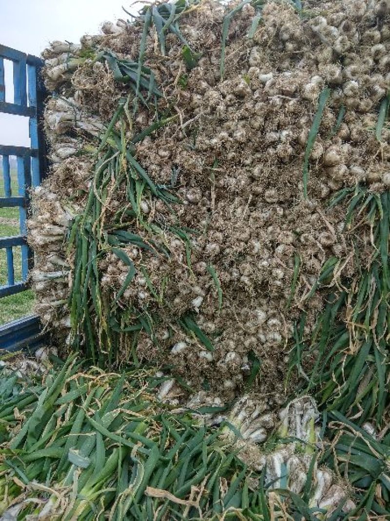 鸡腿大葱毛葱3cm左右25~30cm
