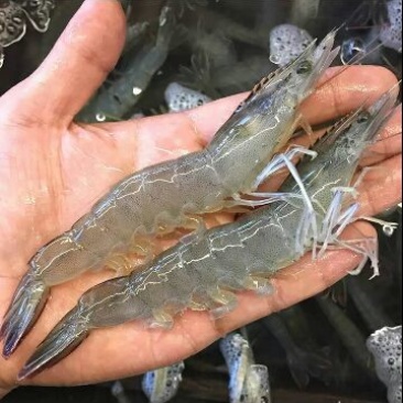 基围虾食用活虾