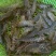 基围虾食用活虾