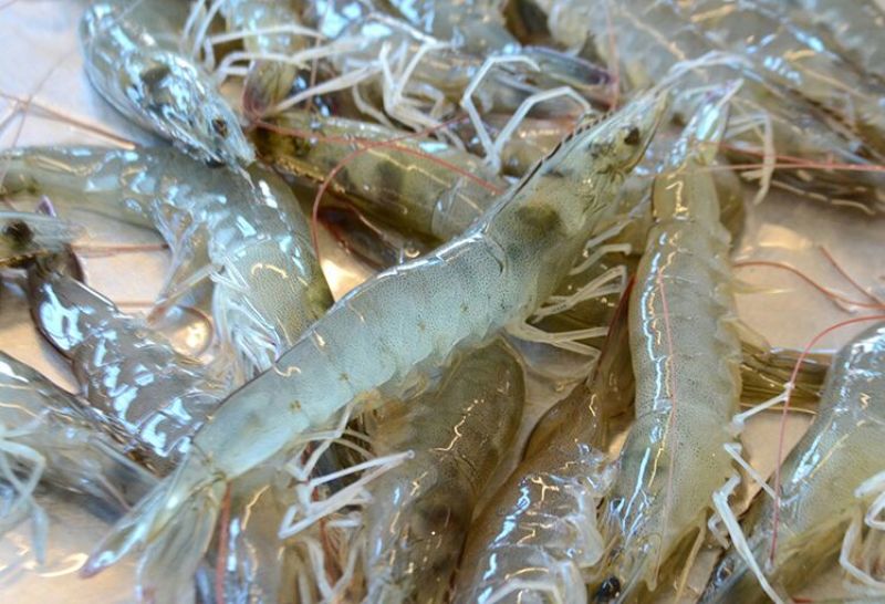 基围虾食用活虾